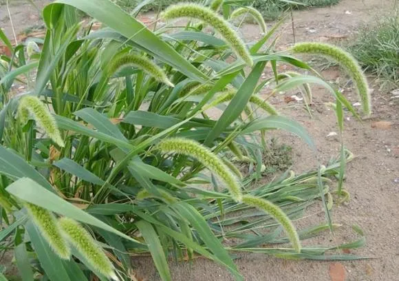 Cây cỏ đuôi chó tươi Setaria viridis đang được sử dụng làm dược liệu cổ truyền