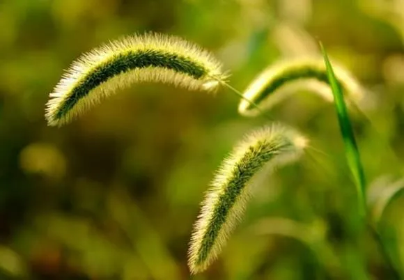 Thảo dược cỏ đuôi chó phơi khô giúp giảm mỏi mắt cho người làm việc máy tính