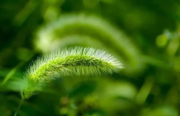 Nước sắc từ cỏ đuôi chó giúp thanh nhiệt, hạ hỏa hiệu quả