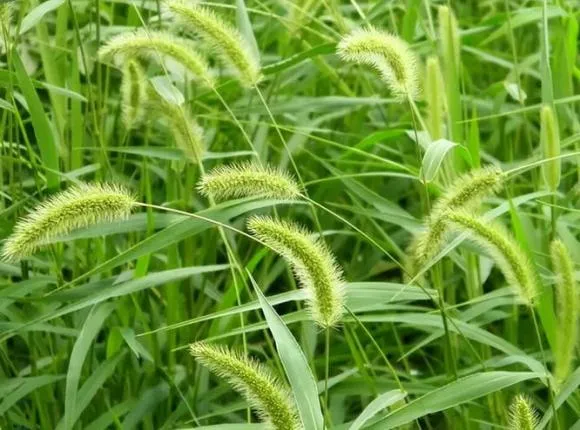 Sử dụng cỏ đuôi chó giã nát để đắp ngoài da trị côn trùng cắn và giảm ngứa