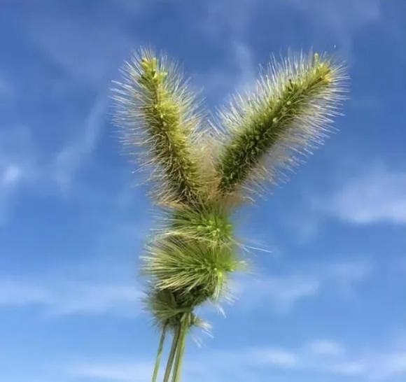 Cỏ đuôi chó khô được nhuộm màu, ứng dụng trong nghệ thuật cắm hoa khô