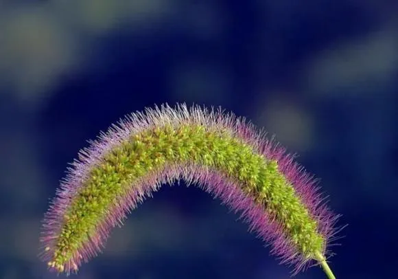 Lưu ý sử dụng nước cỏ đuôi chó khi còn ấm nóng để bảo vệ dạ dày