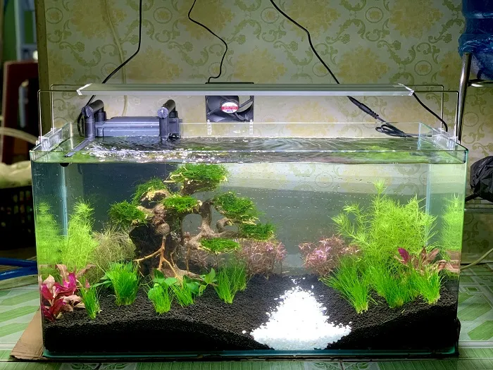 Cây cỏ ngưu mao chiên trồng trong bể thủy sinh