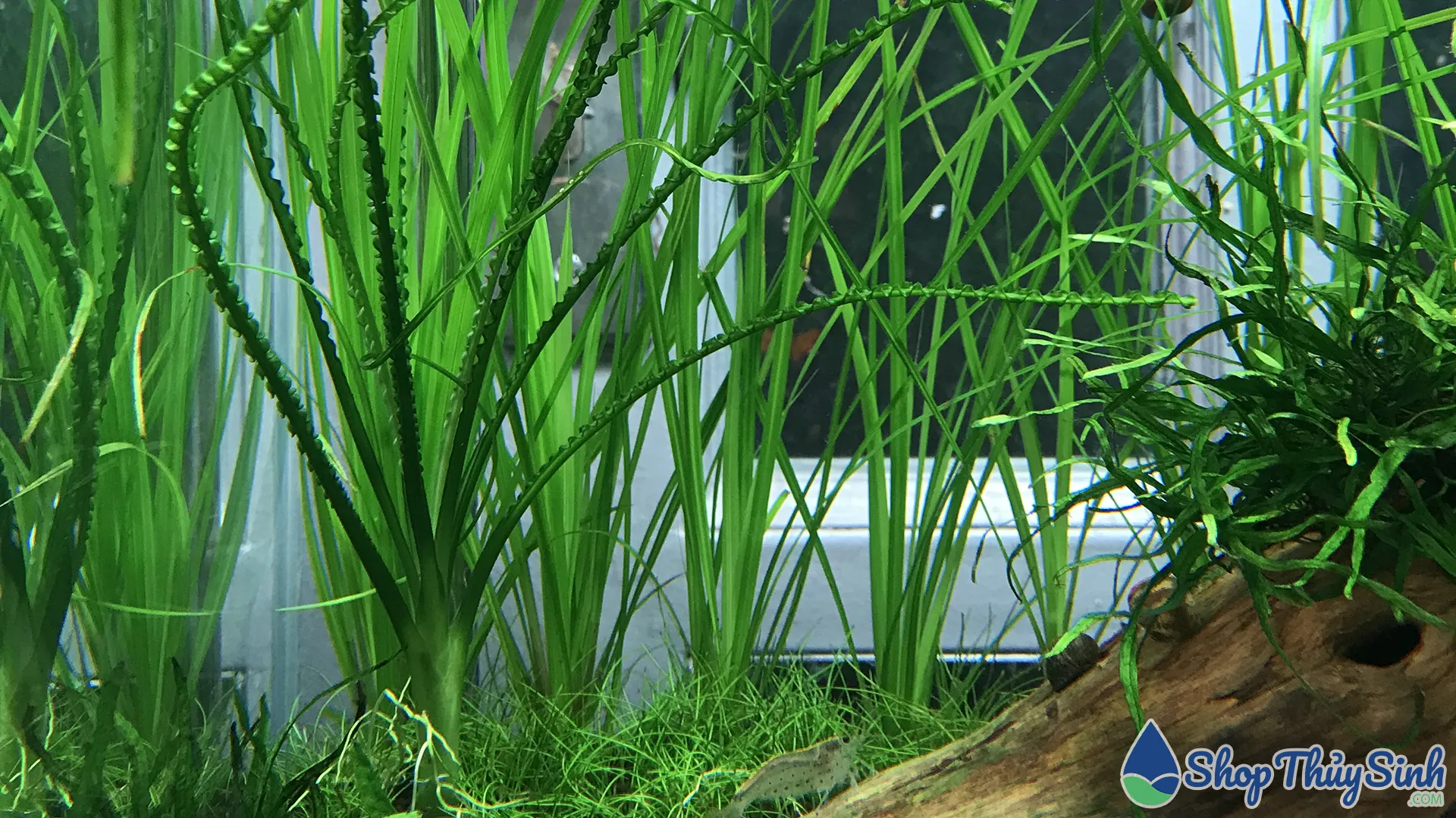 Cỏ Ranong trồng hậu cảnh cao, cần dinh dưỡng nước NPK để xanh mướt