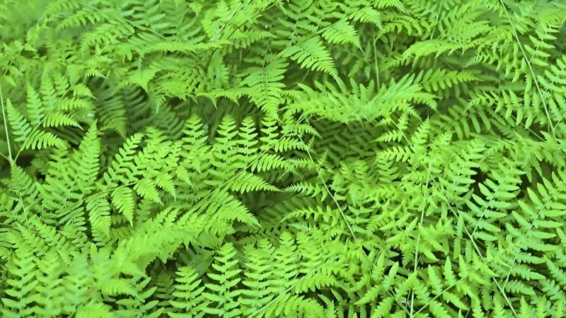 Cận cảnh các lá cây dương xỉ và công dụng