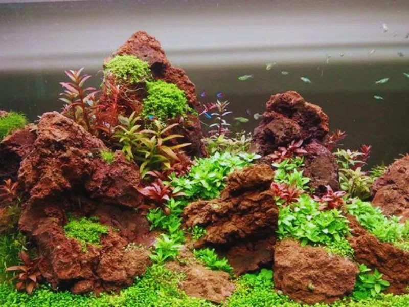 Tổng hợp các ứng dụng của đá nham thạch trong hồ thủy sinh