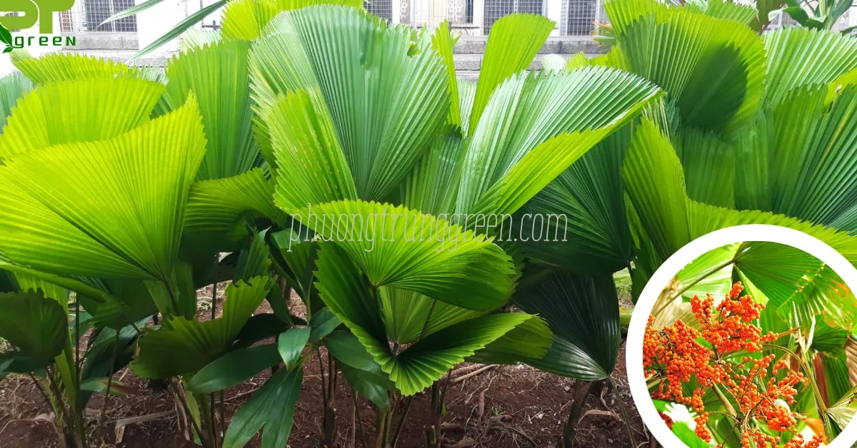 Đặc điểm cây Cọ Nhật với lá xòe quạt và thân cột