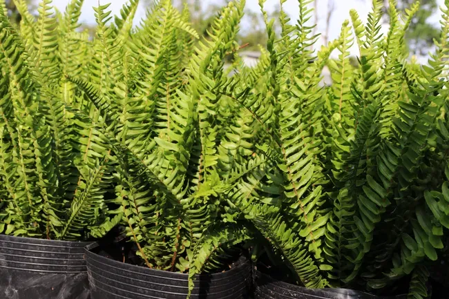 Đặc điểm hình thái của dương xỉ lá me với các củ nhỏ trên thân rễ