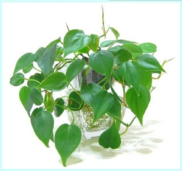 Dây Trưởng Xuân mang tính nghệ thuật cao