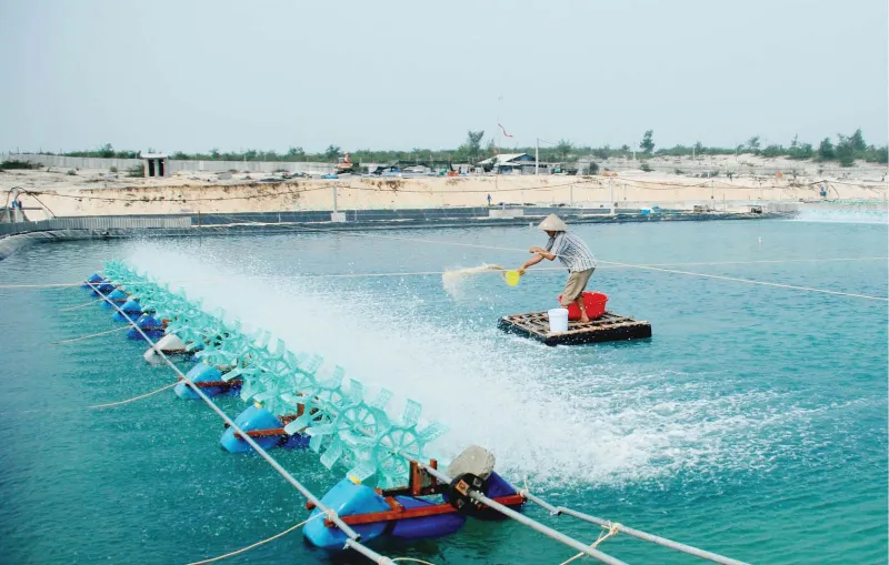 Hướng dẫn cách dùng men vi sinh và chế độ thức ăn cho tôm, cá