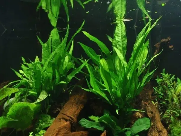 Rễ và thân rễ (rhizome) của dương xỉ Java bám chặt vào một khúc lũa trong bể cá cảnh