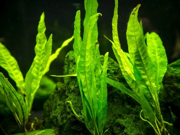 Bụi dương xỉ Java lớn bán trên thị trường, sẵn sàng để cố định vào đá hoặc lũa