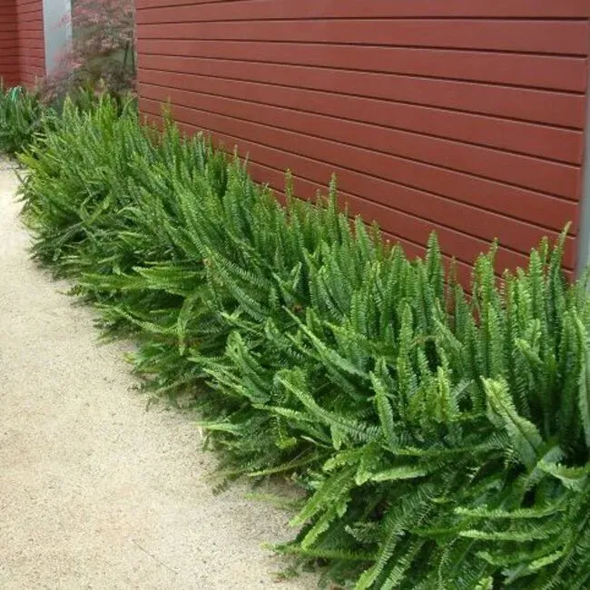 Dương xỉ lá me trong chậu trang trí 01