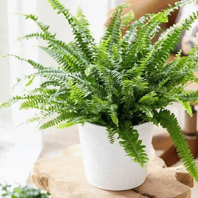 Dương xỉ lá me trong chậu trang trí 02