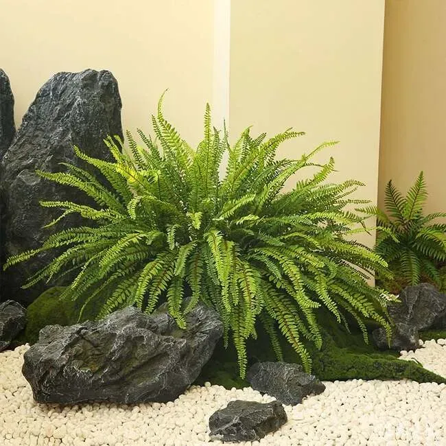 Dương xỉ lá me trong chậu trang trí 03