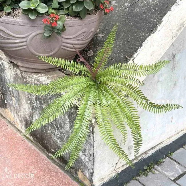 Dương xỉ lá me trong chậu trang trí 04