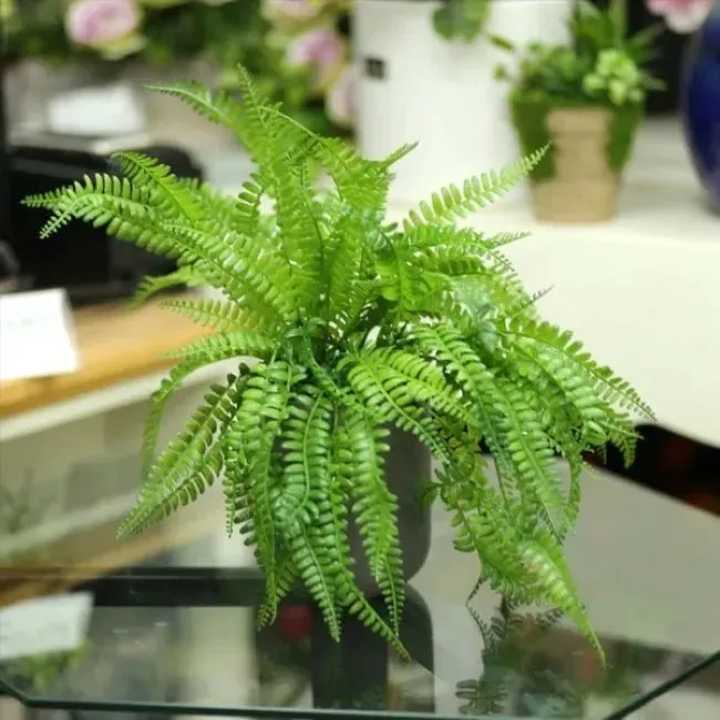 Dương xỉ lá me trong chậu trang trí 06