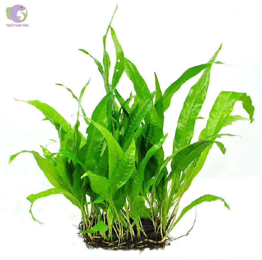Dương xỉ Java (Microsorum Pteropus Java Fern)