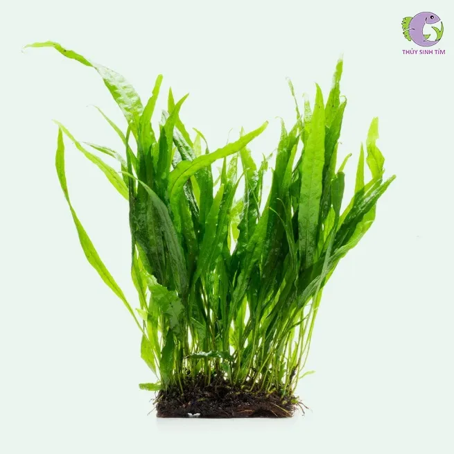 Dương xỉ Lá hẹp (Microsorum Pteropus 'Narrow')