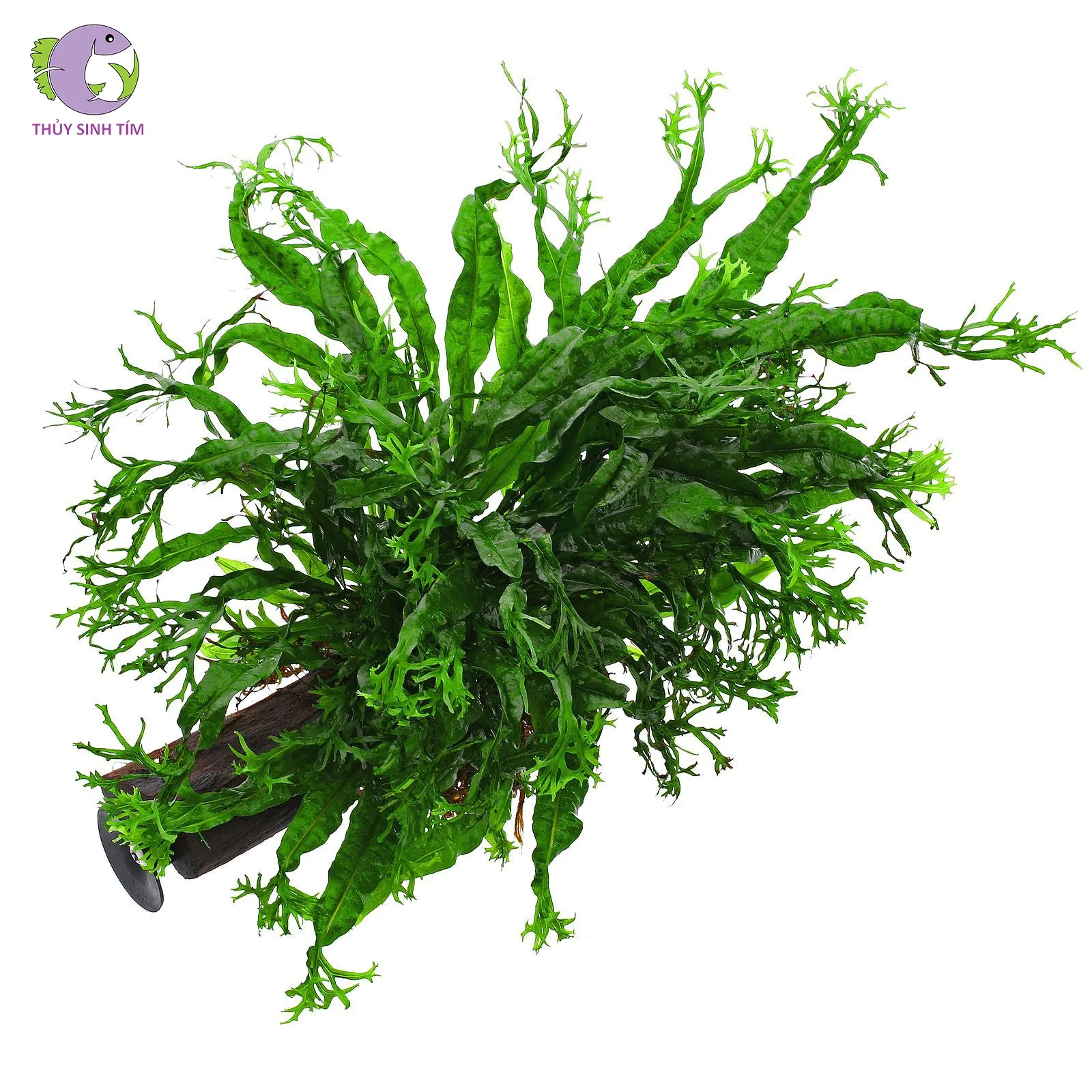 Dương xỉ Sừng hươu (Microsorum Pteropus 'Windelov')