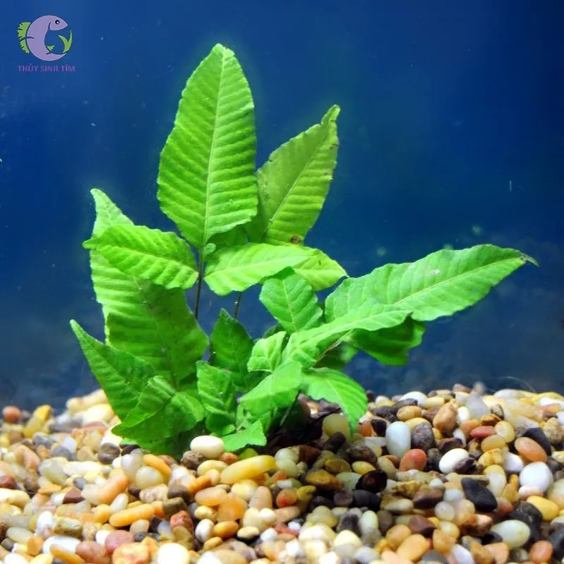 Dương xỉ Lá ổi (Bolbitis Heteroclita)