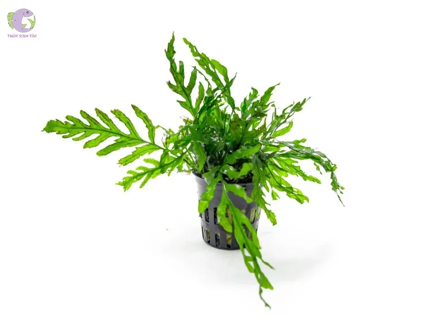 Dương xỉ châu Phi (Bolbitis Heudelotii)