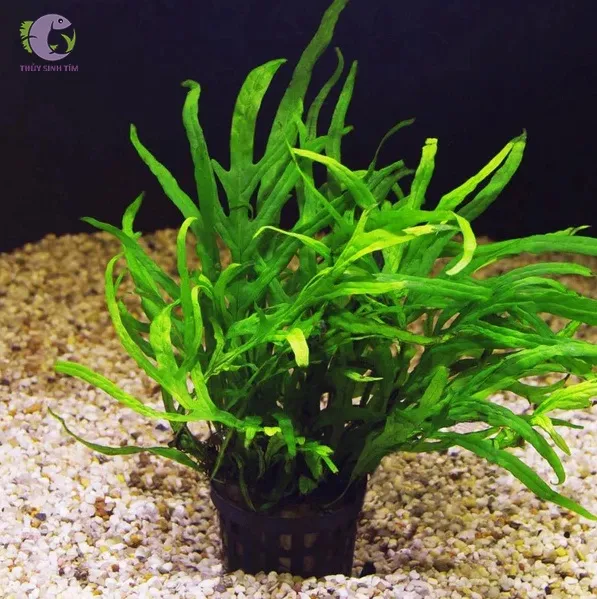 Dương xỉ Trident (Microsorum Pteropus 'Trident')