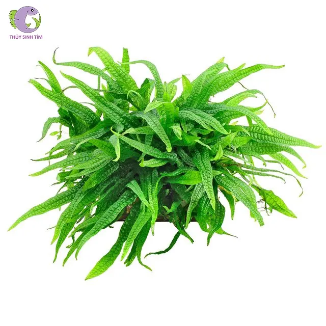 Dương xỉ Philip (Microsorum Pteropus 'Philippine')