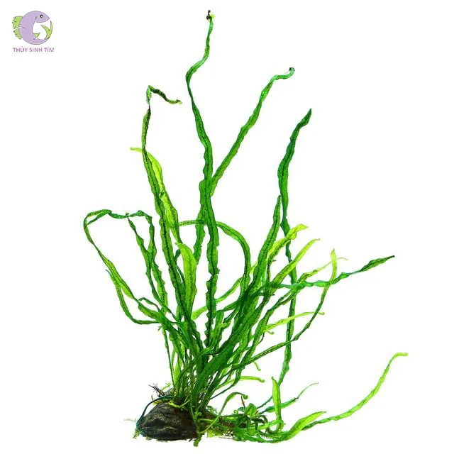 Dương xỉ Lá kim (Microsorum Pteropus 'Needle Leaf')