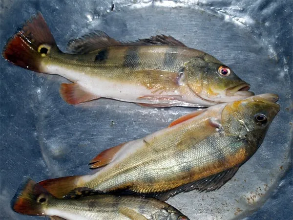 Ngư dân khai thác cá Hoàng Đế với quy mô lớn vì thịt ngon và không có xương dăm