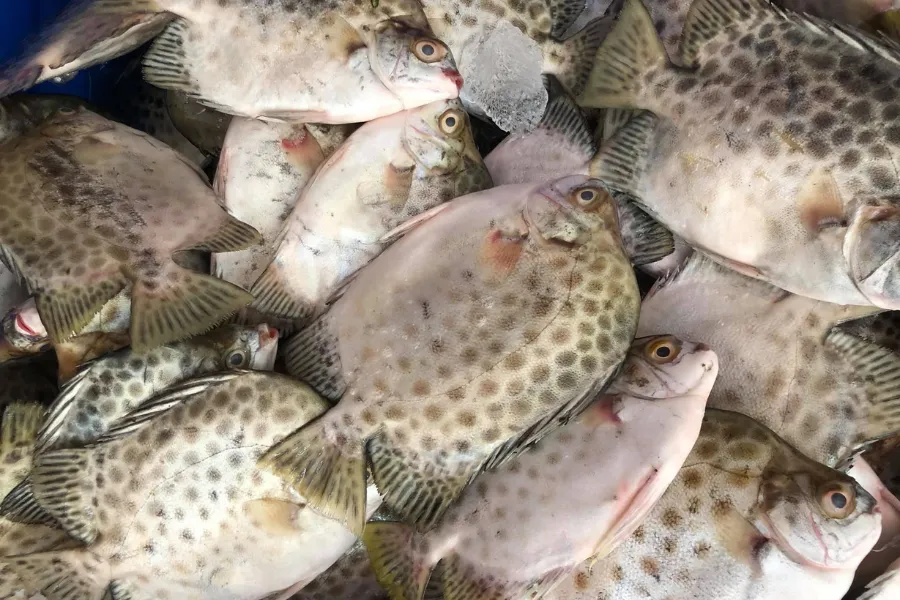 Loại cá này có thân hình to dẹp bên, lưng hình vòm, nhìn ngang gần như tròn