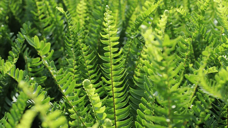 Cận cảnh lá cây dương xỉ trưởng thành có dạng lông chim và màu xanh đậm