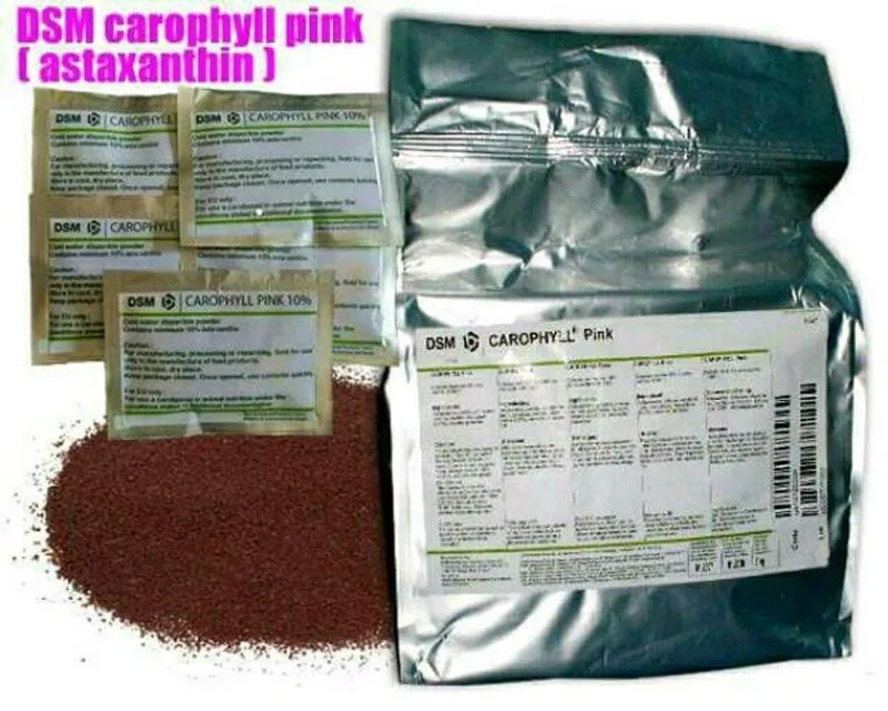 Cá Rồng Huyết Long với màu sắc đỏ rực sau khi sử dụng Astaxanthin