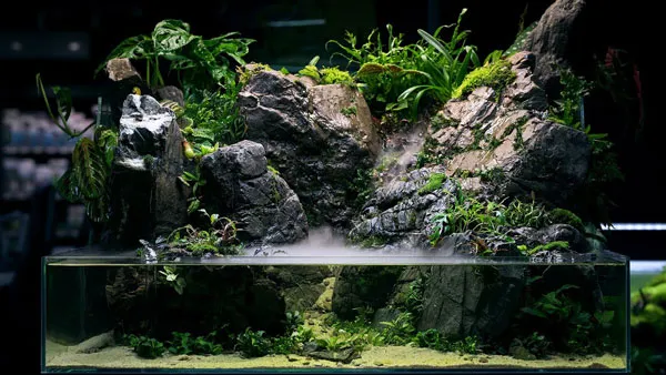 Hồ thủy sinh bán cạn số 1 để sáng tạo không gian dưới nước và trên bờ