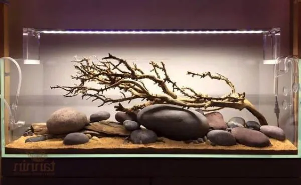 Hồ thủy sinh Biotop trọng tâm là một thân gỗ lớn được bài trí xung quanh là sinh vật tự nhiên