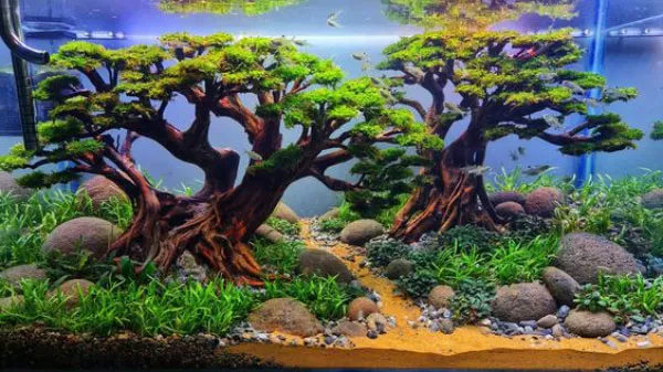 Hồ thủy sinh Bonsai là sự kết hợp cây xanh bonsai vào hồ thủy sinh tự nhiên