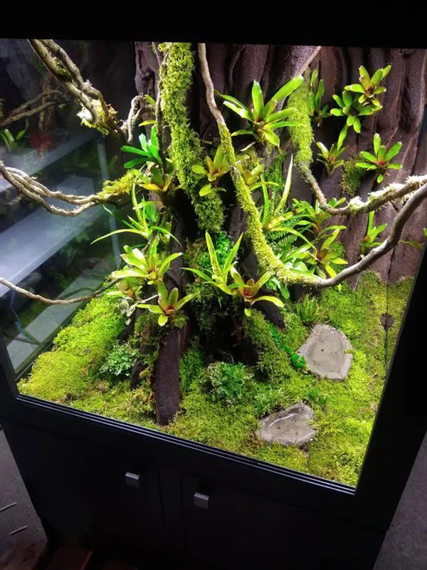 Hồ thủy sinh cây cổ thụ là thế giới tuổi thơ thu gọn giúp hồi tưởng ký ức