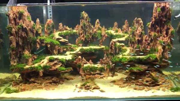 Hồ thủy sinh đá Tiger kết hợp hài hòa giữa đá và thủy sinh tự nhiên