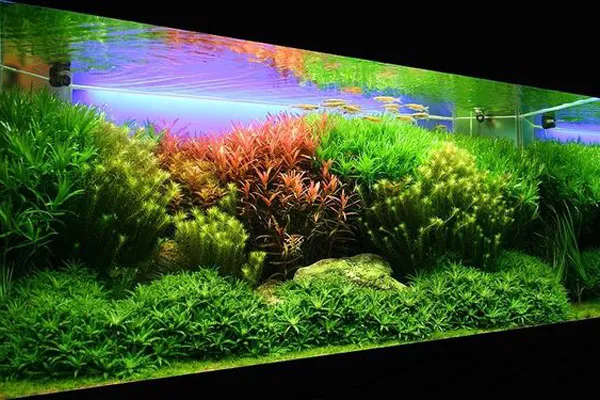 Hồ thủy sinh Hà Lan thế giới cây xanh nhiều màu sắc và phối hợp đèn chiếu sáng vô cùng sinh động