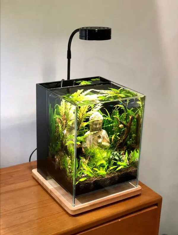 Hồ thủy sinh mini để bàn nhỏ gọn nhưng sinh động, tái tạo thế giới tinh tế