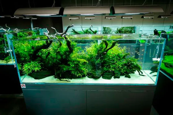 Hồ thủy sinh Nature mang thế giới tự nhiên thu nhỏ vào nhà bạn