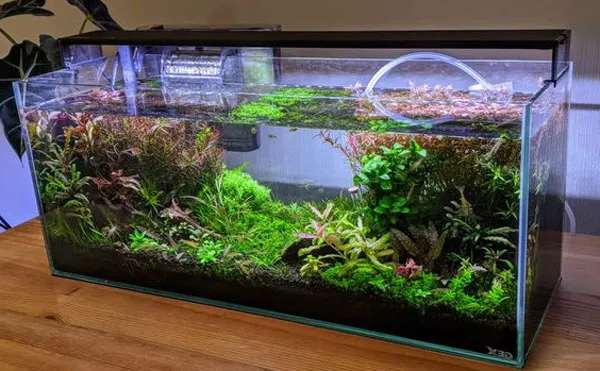 Hồ thủy sinh phong cách Đài Loan mang chiều sâu nhất định, tạo nét tự nhiên