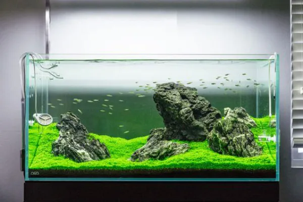Hồ thủy sinh phong cách Iwagumi tuân thủ quy tắc 3 đá trong hồ