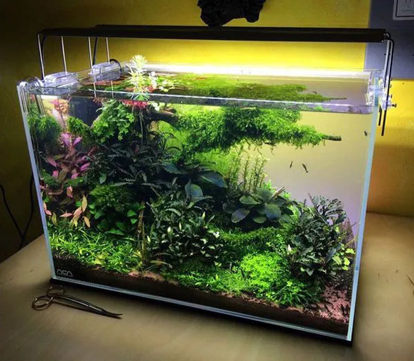 Hồ thủy sinh phong cách rừng phối hợp nhiều phong cách và vật liệu thủy sinh