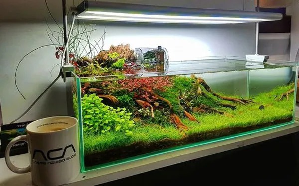 Hồ thủy sinh phong cách tự nhiên mang thế giới thủy cung sinh động vào ngôi nhà bạn