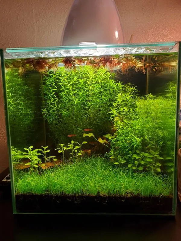 Hồ thủy sinh phong cách Walstad theo quy trình tự nhiên phát sinh CO2