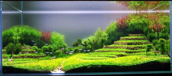 Hồ thủy sinh ruộng bậc thang mang nét văn hóa vùng cao đến gia đình bạn