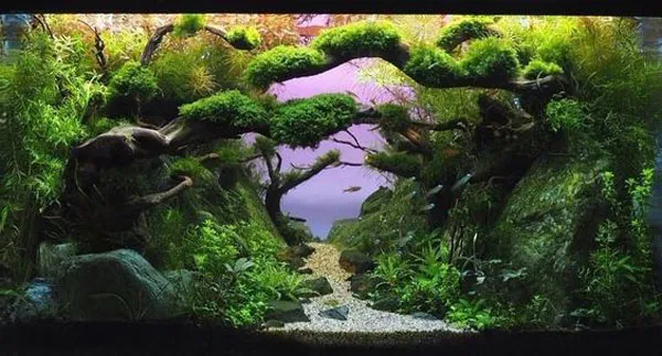 Hồ thủy sinh yên bình mang sự tĩnh lặng của thế giới tự nhiên thu gọn