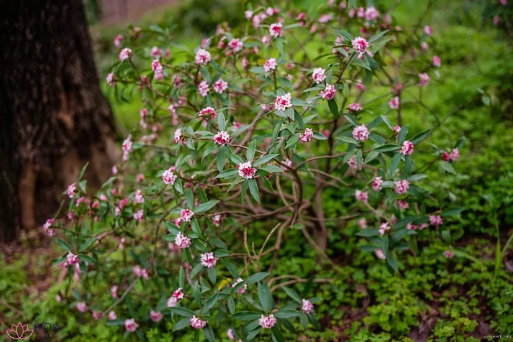 Hướng dẫn chăm sóc cây Thụy Hương, đảm bảo điều kiện ánh sáng và độ ẩm lý tưởng cho sự phát triển của cây.