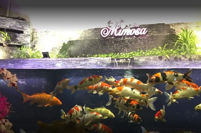 Hồ cá Koi nhiều màu sắc tại Mimosa Koi Coffee